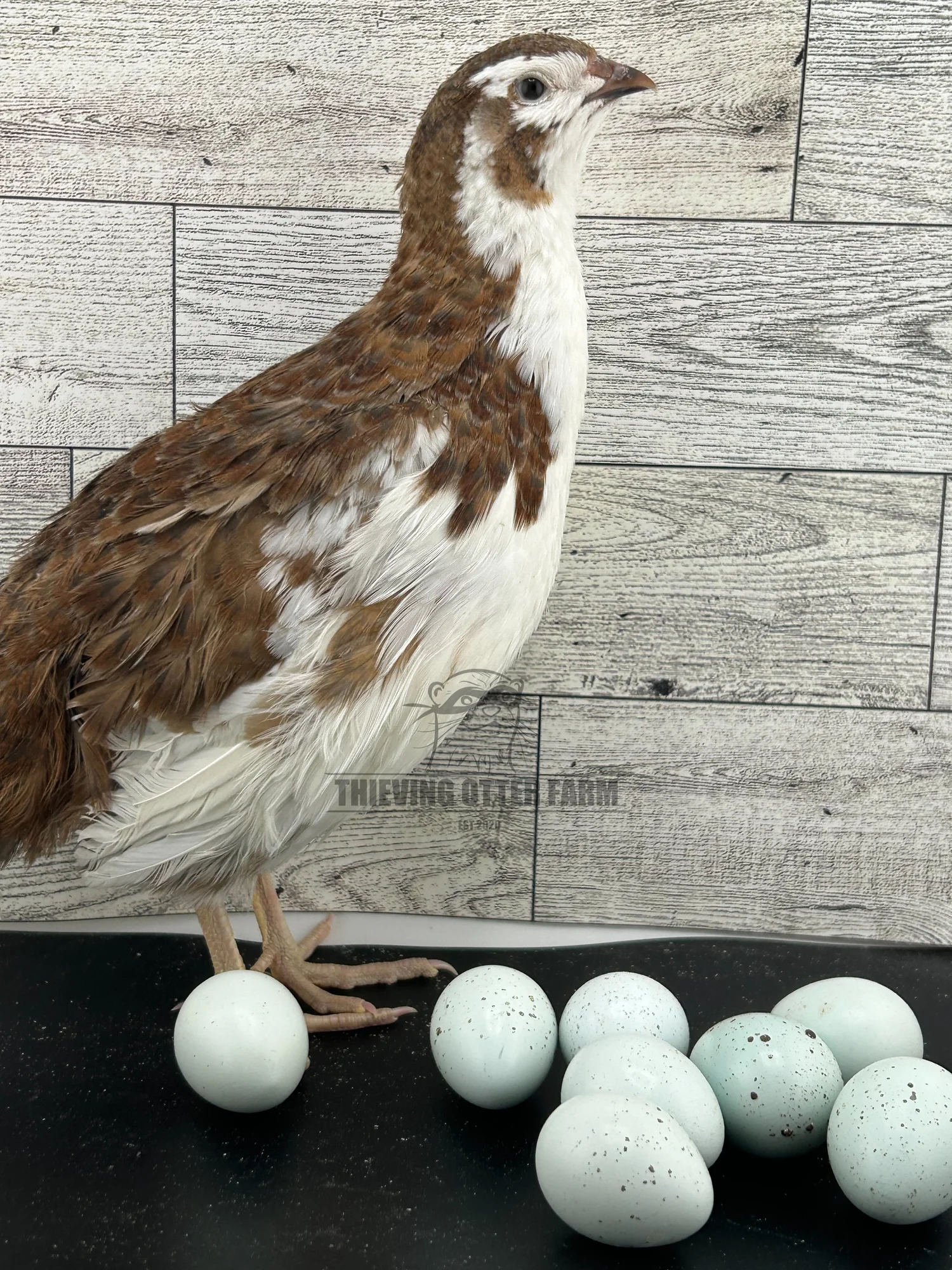 Celadon Coturnix Quail Eggs for Hatching — Thieving Otter Farm